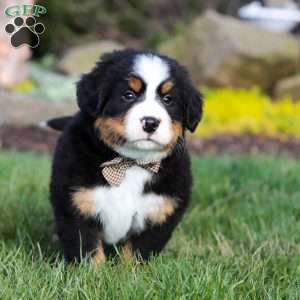 Prince, Bernese Mountain Dog Puppy